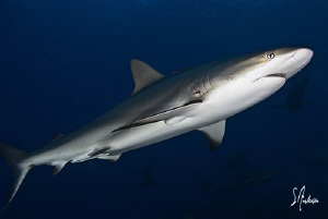 This Reef Shark does the stretch in mid water during our ... by Steven Anderson 